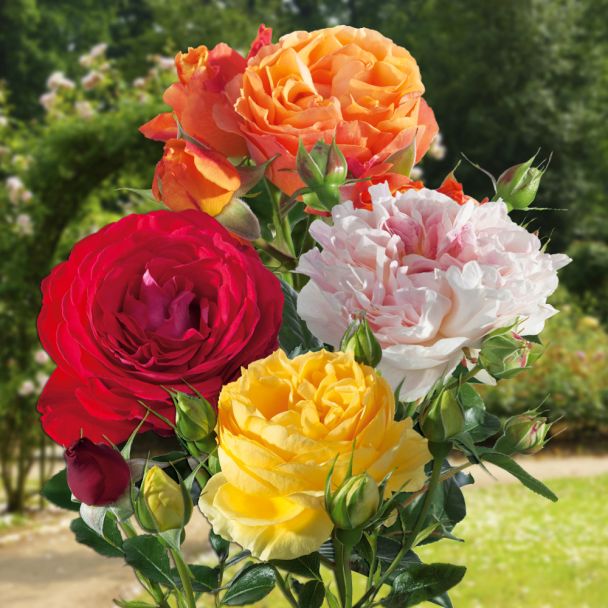 4 x Insel-Rosen: 1 x 'Ibiza®', 1 x 'Guernsey®', 1 x 'Dominica®' und 1 x 'Bahama®'
