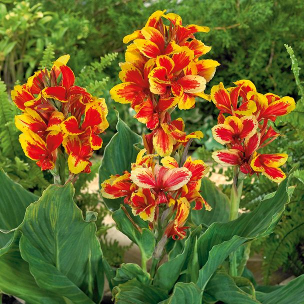 Canna Rosemond Cole