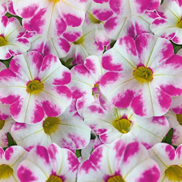 Zauberglöckchen Milky Pink