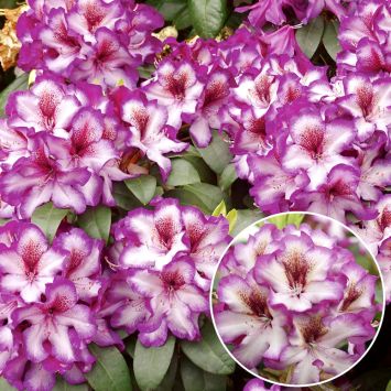 Rhododendron 'Hans Hachmann®'