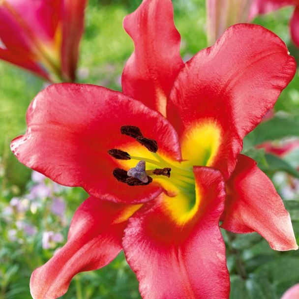 Riesen Baum Lilien (6er Set) kaufen Ahrens+Sieberz Pflanzenversand