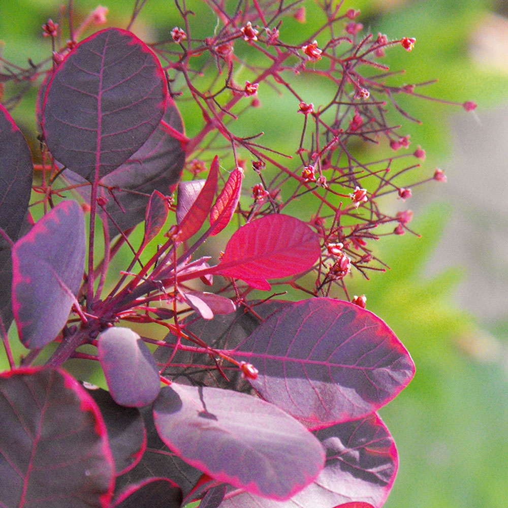 Купить Семена Скумпии В Интернет Магазине