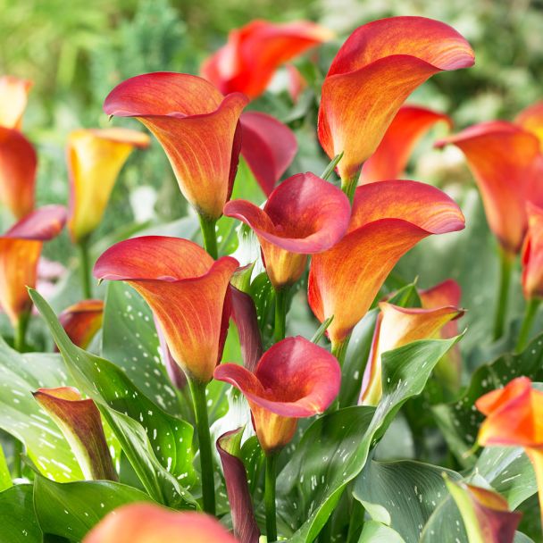 Calla 'Feuerflamme'