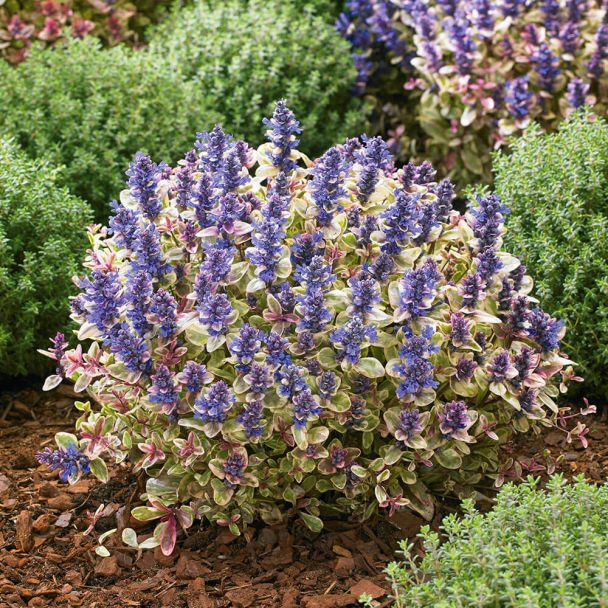 Ajuga Princess Nadia