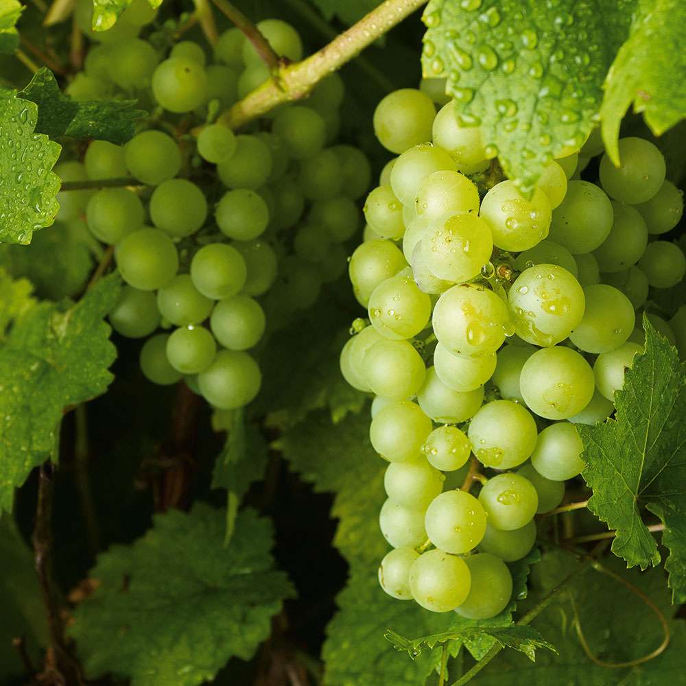 Suzi – Bio-Tafeltraube Gelb, Aromatisch, Pilztolerant & Winterhart, Getopfte Rebe Von Vitiserve, EG-ÖKO Suzi – Bio-Tafeltraube Gelb, Aromatisch, Pilztolerant & Winterhart, Getopfte Rebe Von Vitiserve, EG-ÖKO