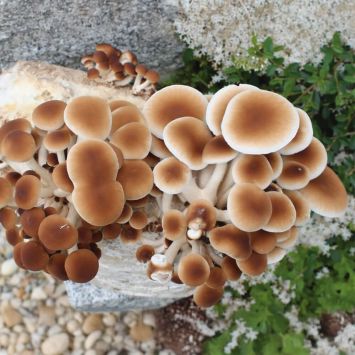 BIO Pioppino Fertigkultur