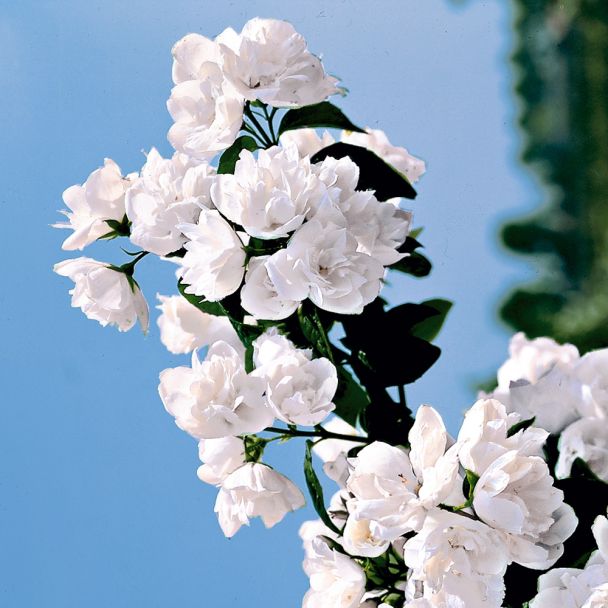 Gefülltblühender Duftjasmin