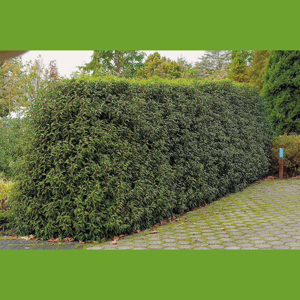 Portugiesische Lorbeerkirsche | Immergrne Hecken | Hecken | Blh &  Ziergehlze | Ahrens+Sieberz - Pflanzenversand & Gartenbedarf