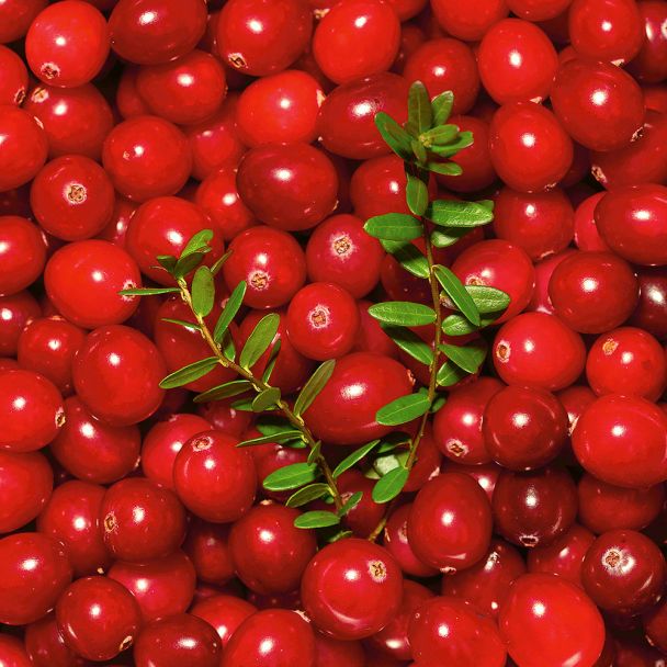 Fruchtender Bodendecker Cranberry