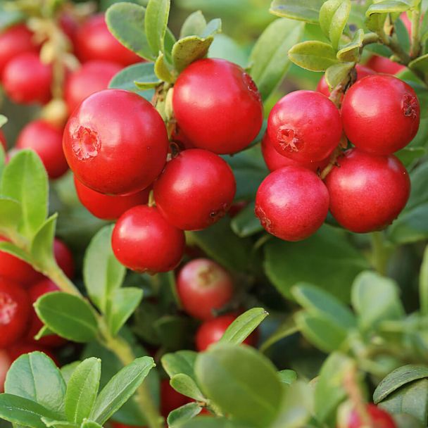 Fruchtender Bodendecker Cranberry