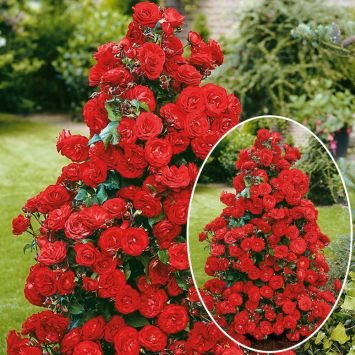 Nostalgie-Zier-Strauchrose 'Castella®'
