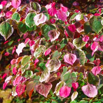 Kanadischer Judasbaum 'Carolina Sweetheart'