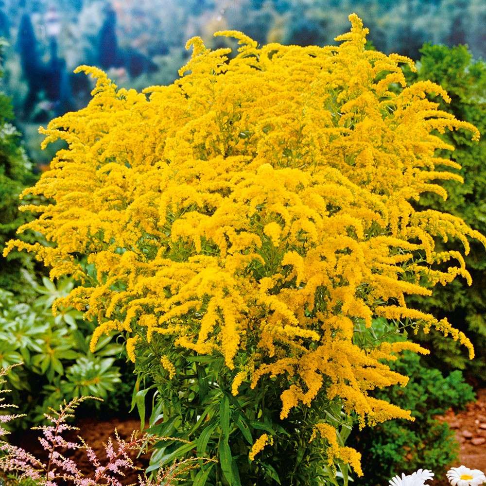 Sparset 18 PrachtStauden (Staudenpaket A+B+C) StaudenBeete