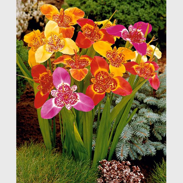 Tigerblume-Tigridia - Blumenzwiebel