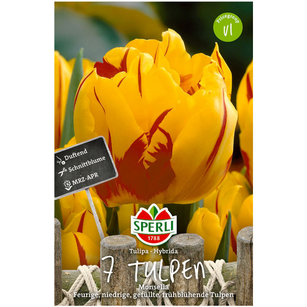 Gefüllte, frühe Tulpen 'Monsella'