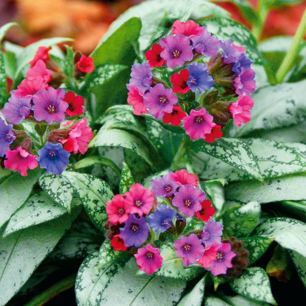 'Silver Bouquet®'