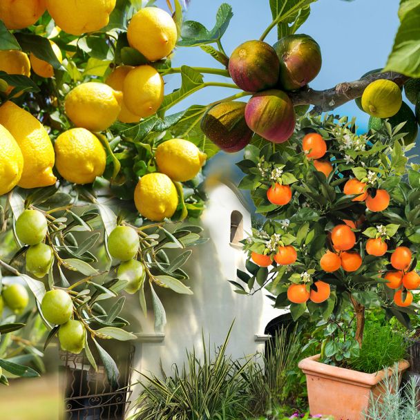 Sparpaket: 1x Orange Palermo, 1x Zitrone Sorrento, 1x Olive Orvieto, 1x Feige Viola