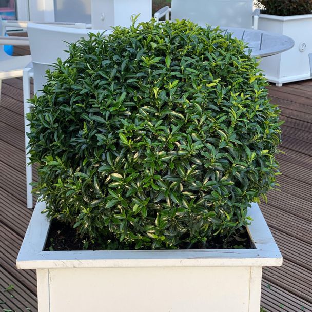 Euonymus Green Empire®