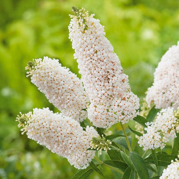 Zwergflieder 'White Swan'