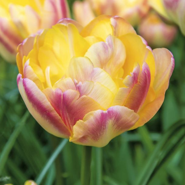 Tulpe Creme Upstar