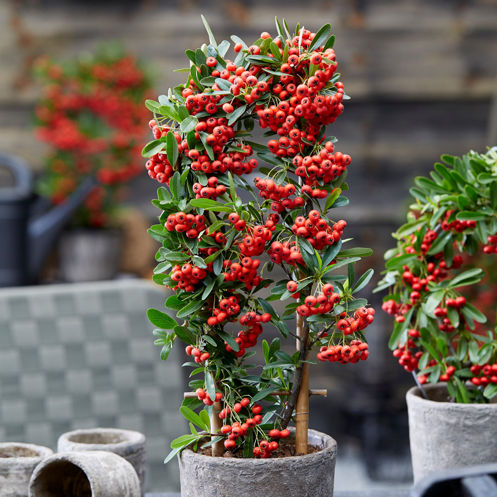 Pyracantha Red Star Blüh & Ziergehölze Sträucher & Bäume Blüh