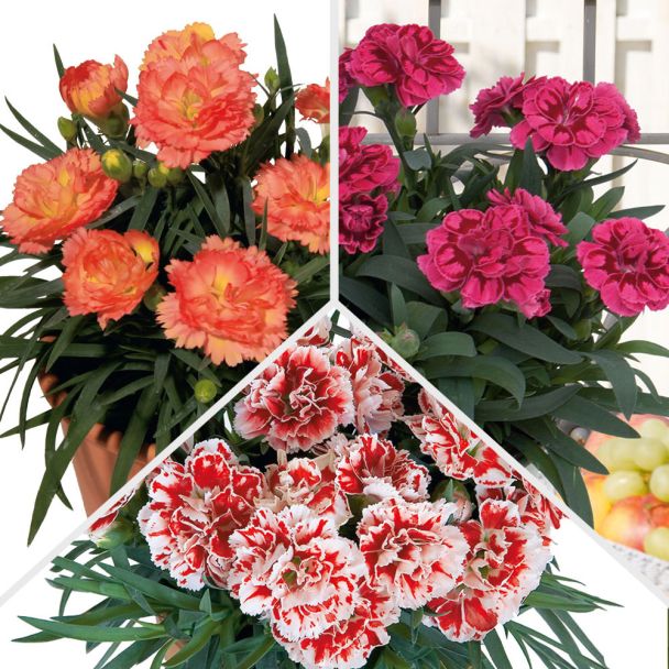 Set-Preis: 9 x 'Super Trouper®' Garten-Nelken
