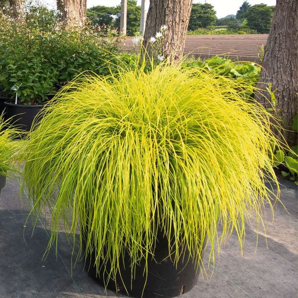 Pennisetum Lumen Gold