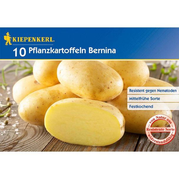 Pflanzkartoffeln Bernina, Mittelfrüh, 10 Knollen