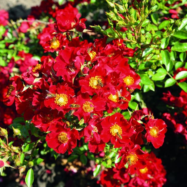 'Bienenweide®', rot