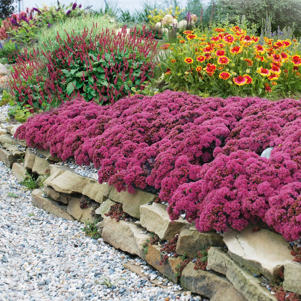 Setpreis 8 PrachtStauden Sedum & Co. Stauden Ahrens+Sieberz