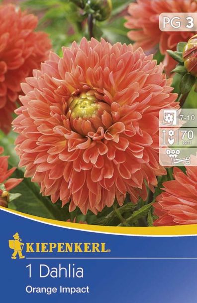 Dahlien Orange Impact