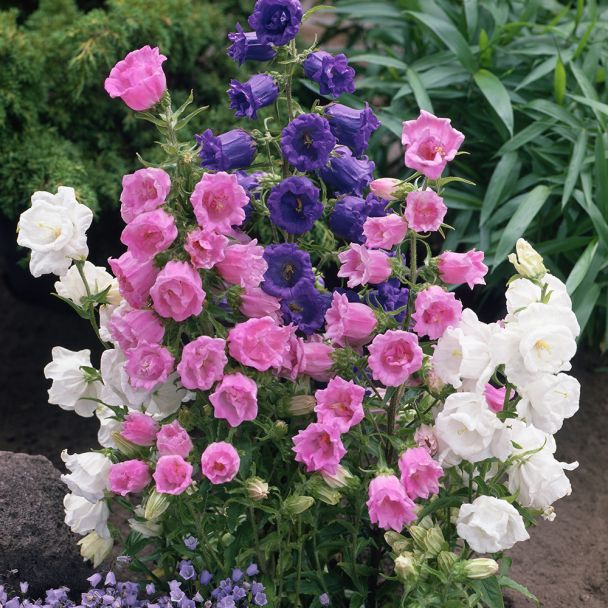 Set-Preis: 9 x Glockenblumen