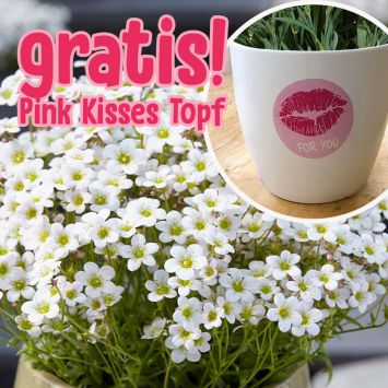 BIO Pixi Pan – Der weiße Tausendblüher