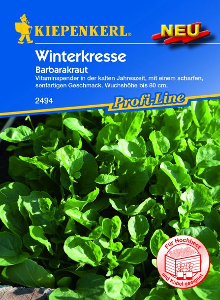 Winterkresse (Barbarakraut)