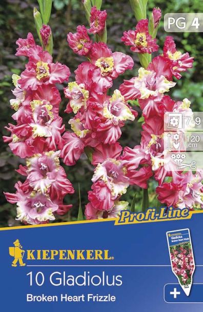 Gladiole 'Broken Heart Frizzle' - ProfiLine
