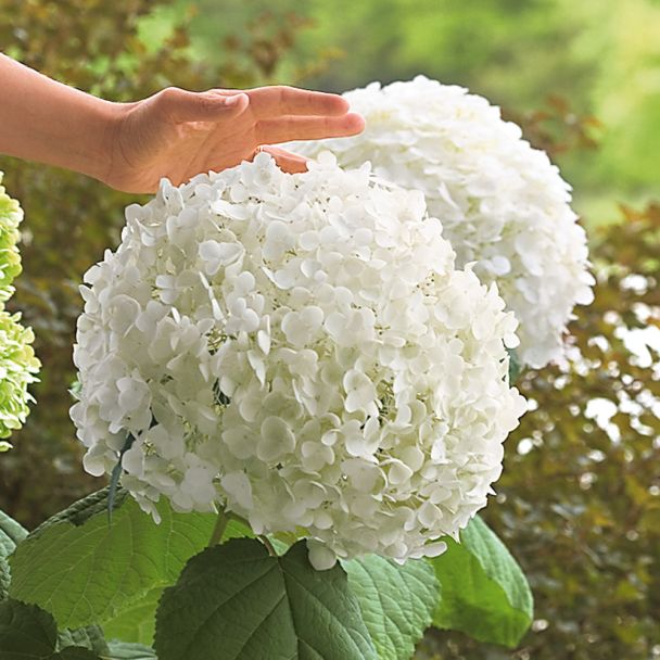 Riesen-Garten-Hortensie \'Incredible®\' | Hortensien | Blüh & Ziergehölze |  Ahrens+Sieberz - Pflanzenversand & Gartenbedarf | 