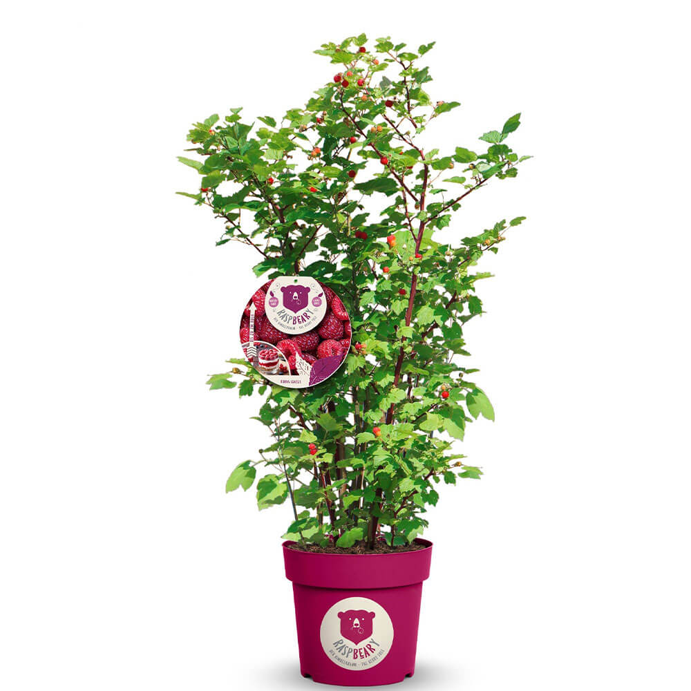 HimbeerStrauch Raspbeary® Ahrens+Sieberz Pflanzenversand & Gartenbedarf