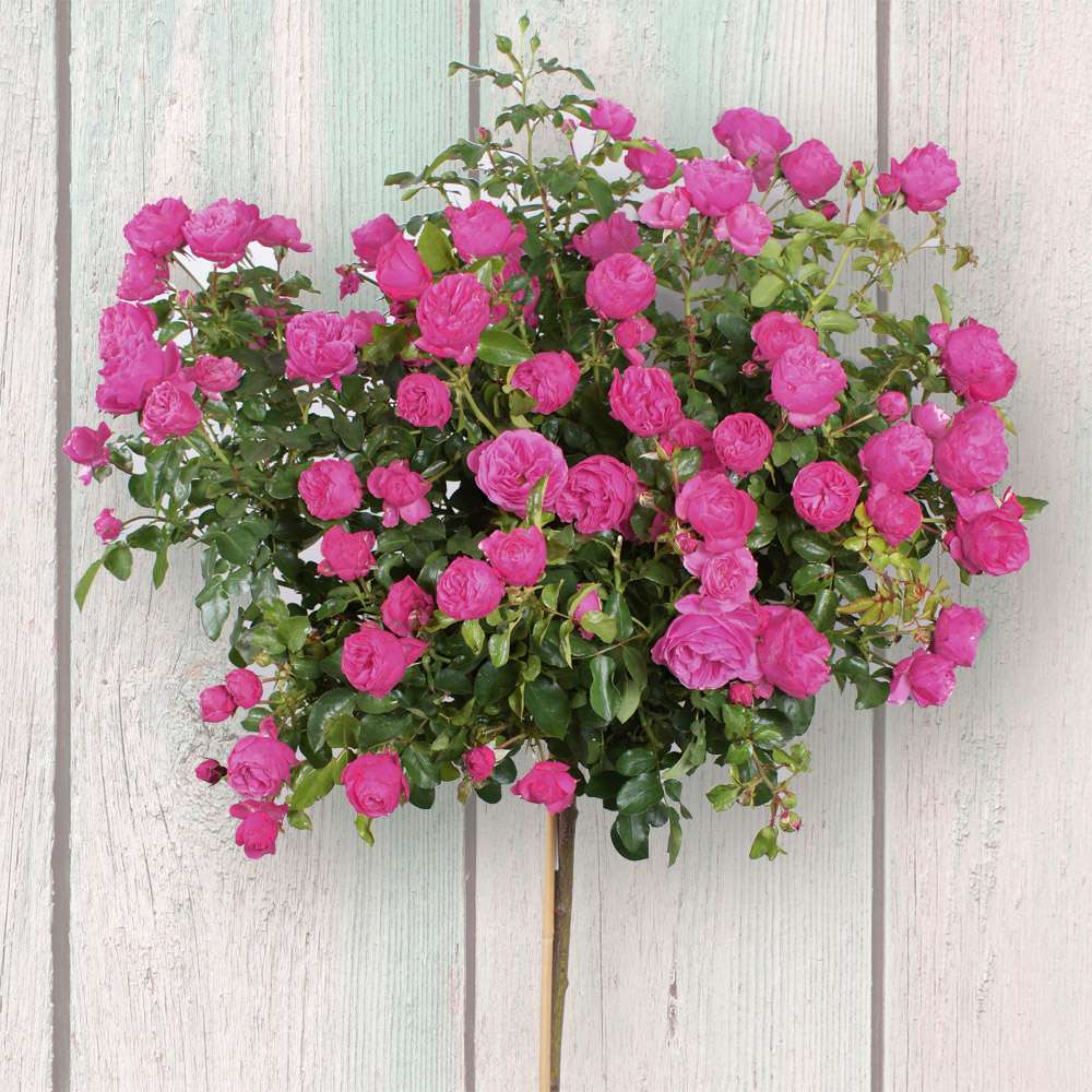 HochstammEdelrose 'Leonardo da Vinci®' RosenStämmchen Rosen