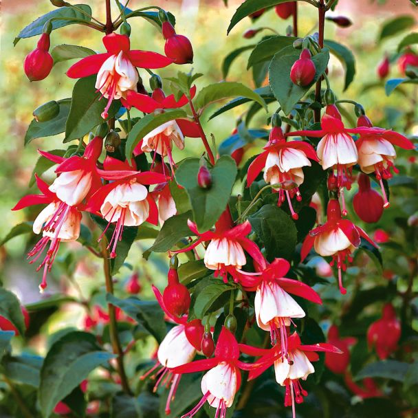 Fuchsia-Hybride 'Lady Thumb'