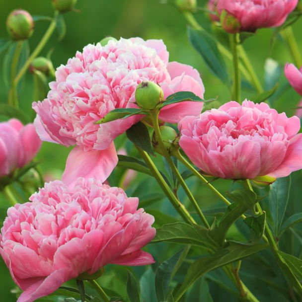 Pfingstrose 'Sarah Bernhardt', rosa