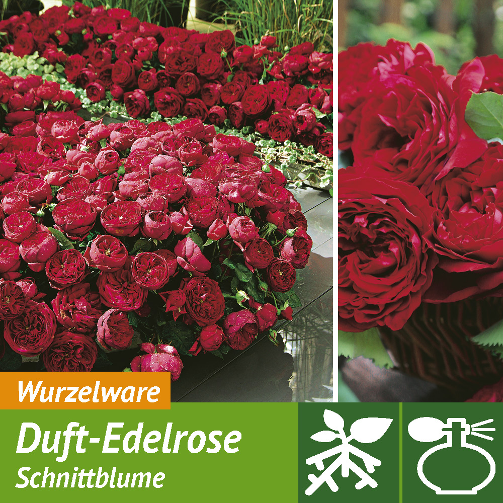 DuftEdelrose 'Gospel®' Nostalgie & Edelrosen Rosen Ahrens