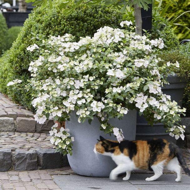 Hortensie Runaway Bride