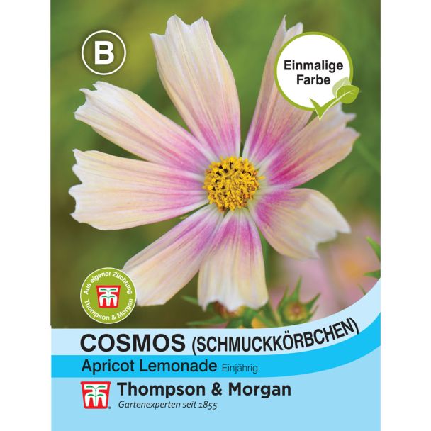 Cosmos (Schmuckkörbchen) Apricot Lemonade