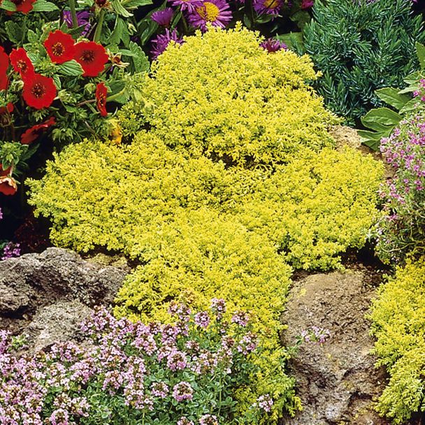 Sedum, grün