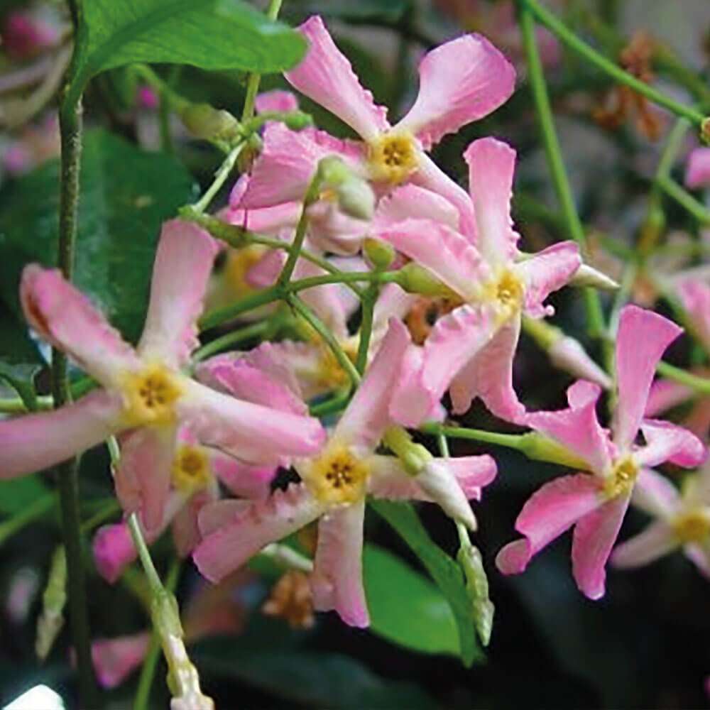 Sternjasmin Rose kaufen | Ahrens+Sieberz - Pflanzenversand & Gartenbedarf