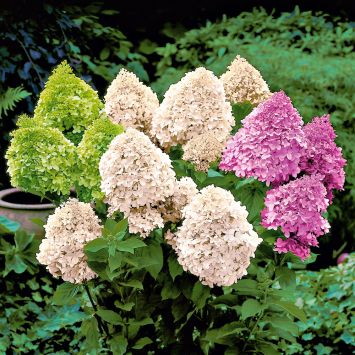 Rispen-Hortensie 'Limelight®'