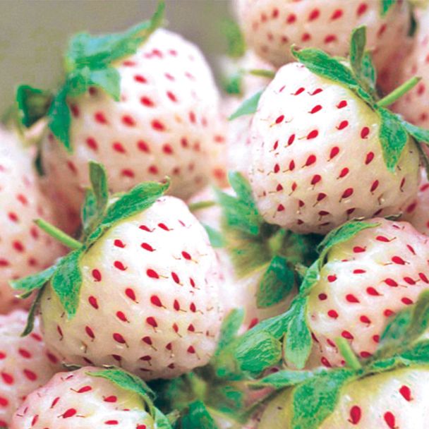 Weiße Ananas-Erdbeere 'Snow White®'