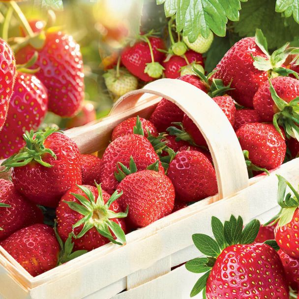 Feinschmecker-Erdbeere 'Senga®-Sengana®', Setzlinge, mittelfrüh