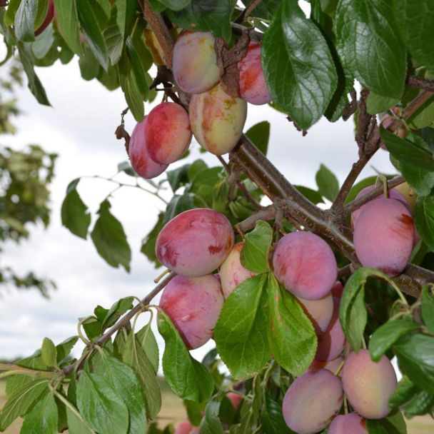 Pflaume 'Königin Viktoria'