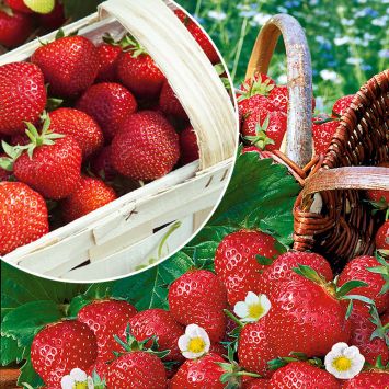 Feinschmecker-Duo: 50 Erdbeerpflanzen als Setzlinge